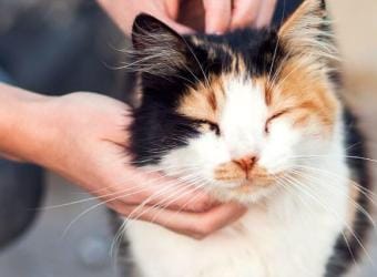 Feline Diabetes: A Veterinarian's  Insights for Optimal Cat Health and Wellness