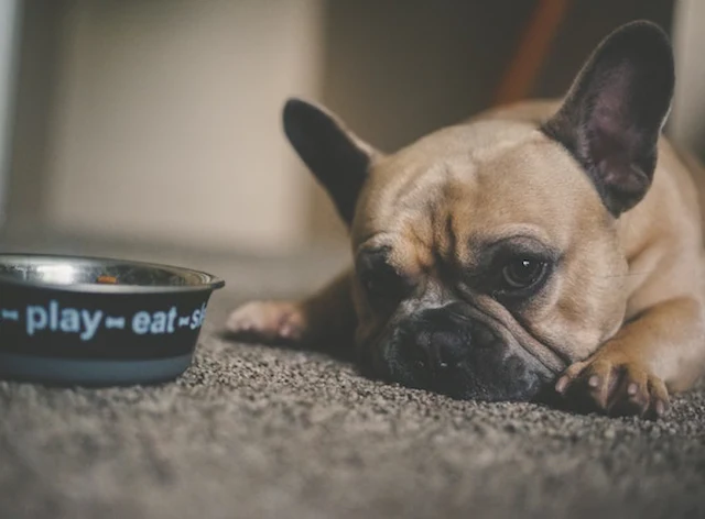 Frenchie laying by food bowl Nutrition care for pets