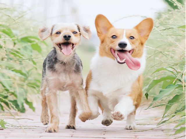 corgi corgi