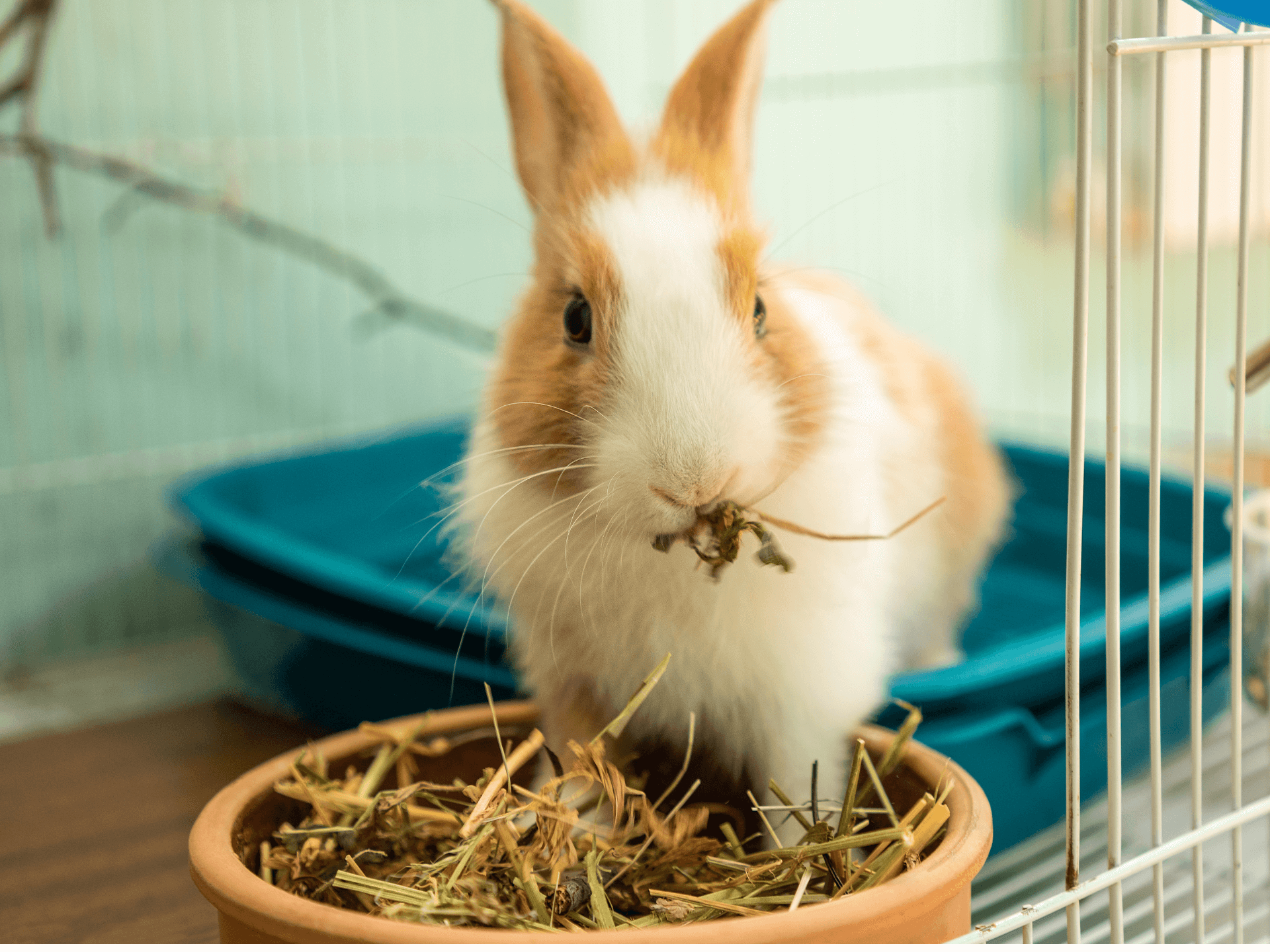 Rabbit and exotic pet services at Green Dog Valley Location