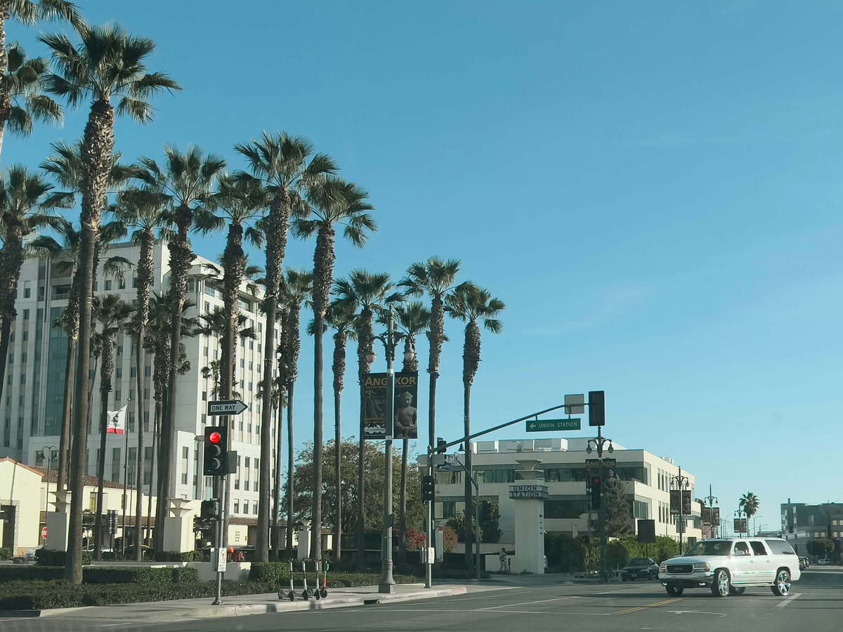 Palm Trees