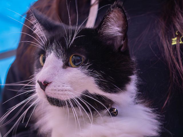 A black and white cat is held by a team member at Green Dog Dental