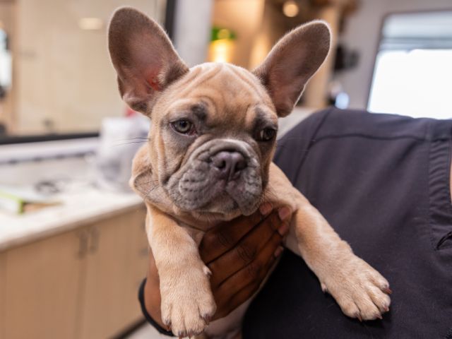 A light brown puppy is held by a team member at Green Dog Dental