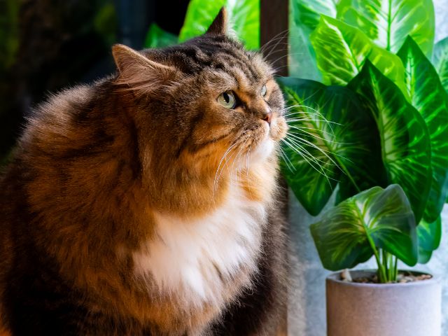 A brown and black striped cat stares at a plant at Green Dog Dental.