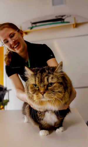 A brown and white cat is held on a table by a smiling staff member at Green Dog Dental for examination.