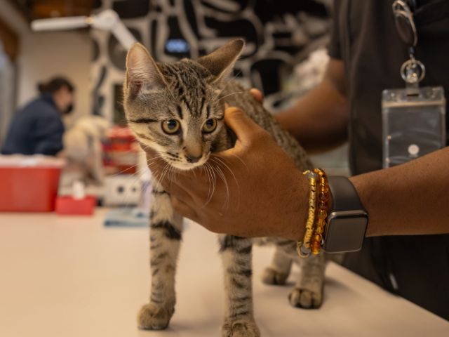 A grey and brown striped kitten stands on an examination table at Green Dog Dental.