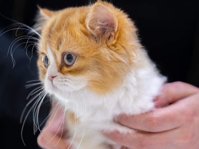 An orange and white kitten is held by a team member at Green Dog Dental.