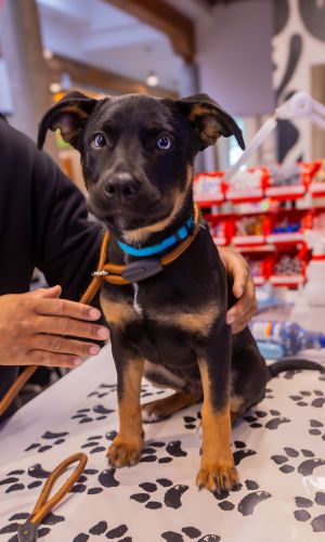 A brown and black puppy sits on the examination table.