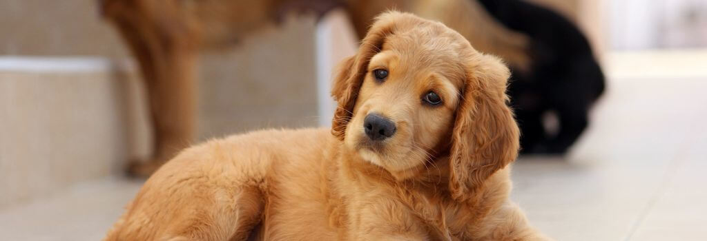 Dog at home for at home vaccinations.