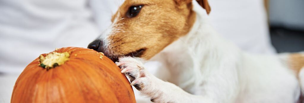 Brown and white dog chewing on pumpkin stem