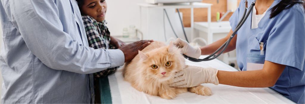 Cat at the vet for a cat wellness exam
