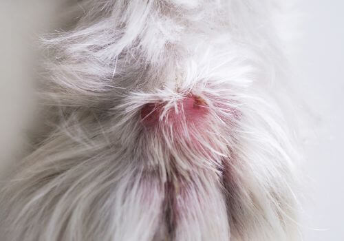 Snakebite puncture wounds on a dog's paw
