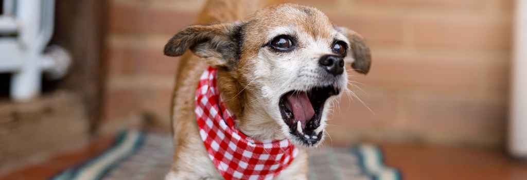 Small dog wearing a bandana barking due to dog noise aversion