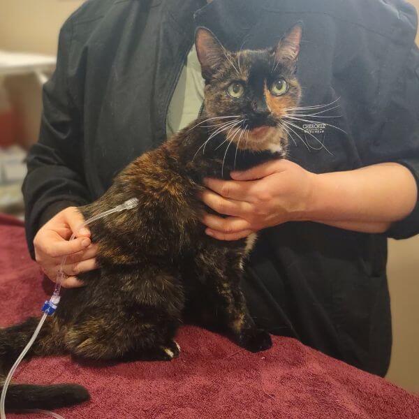 Cat kidney disease treatment being administered