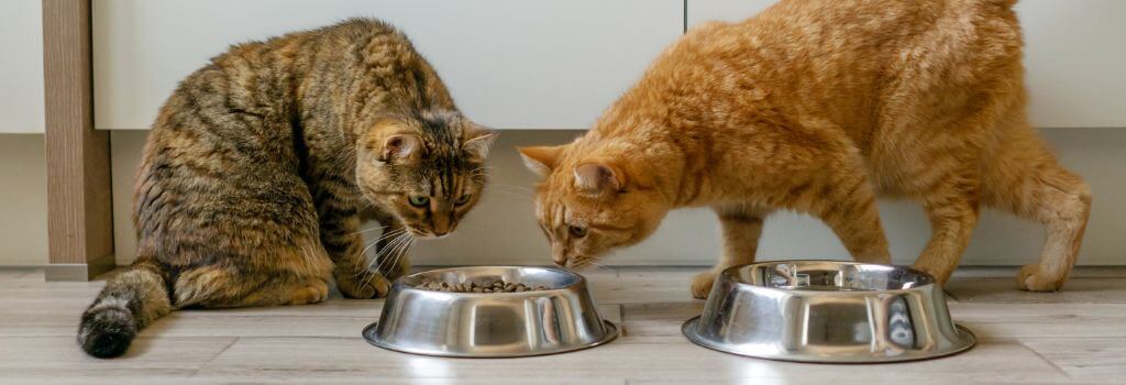 Two cats sitting in front of metal food and water bowls