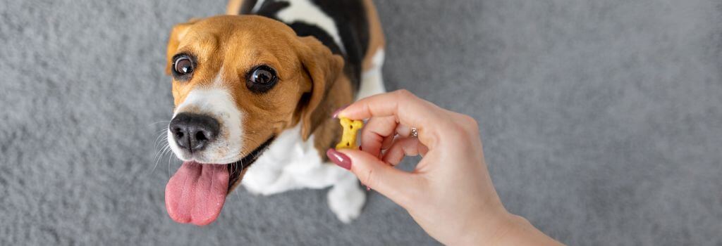 Owner training a dog to get rid of Resource guarding