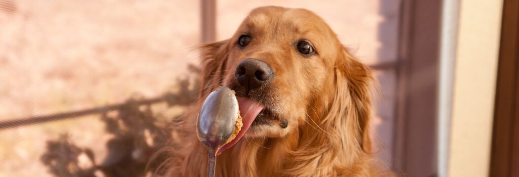 Large dog licking peanut butter off of a spoon