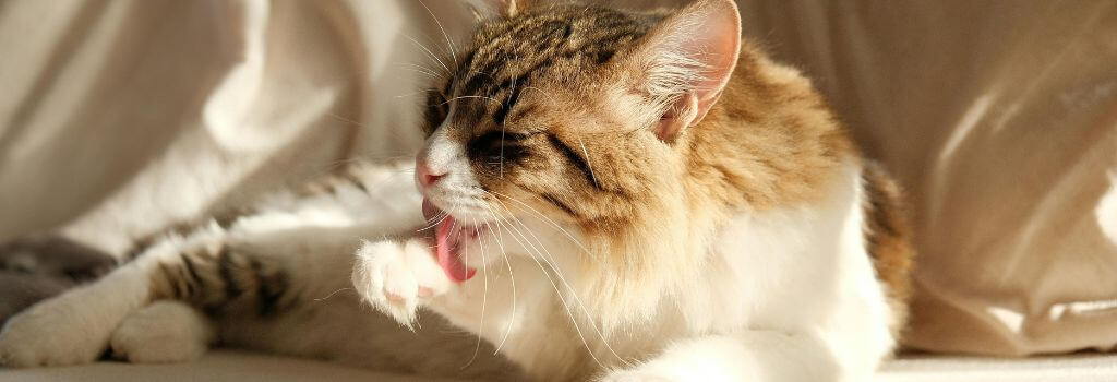 White and brown cat grooming itself by licking its paw