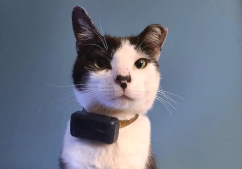 Cat with a tracking device on its collar