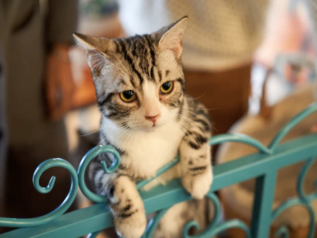 cat