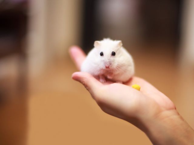 Hamster being held