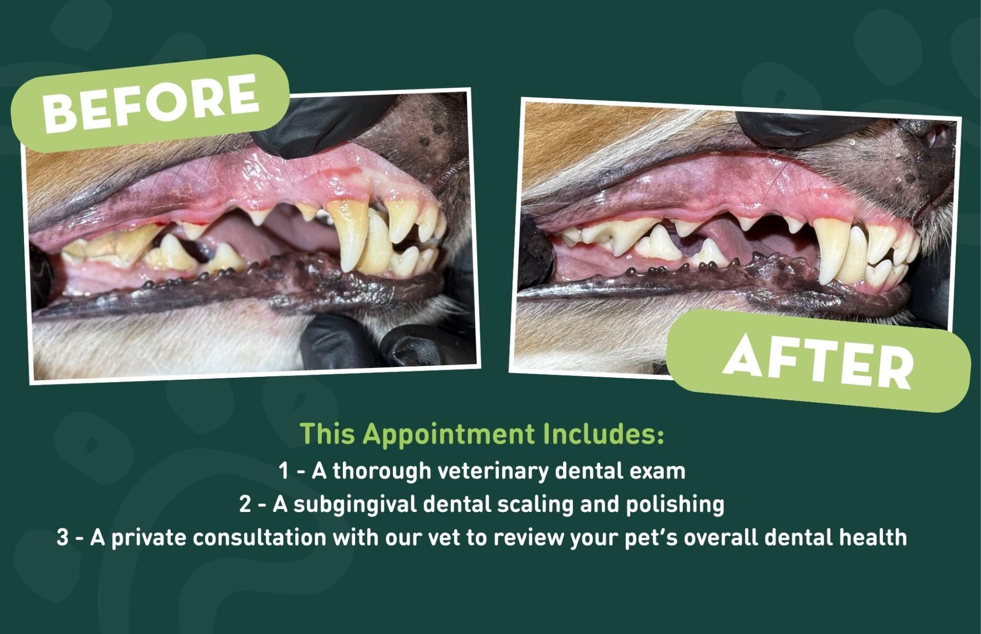Gladys, a patient at Green Dog Dental & Veterinary Center