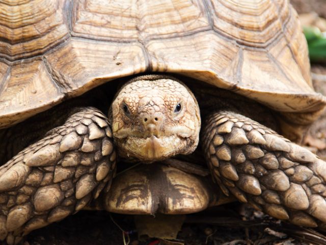 Tortoise walking through the dirt