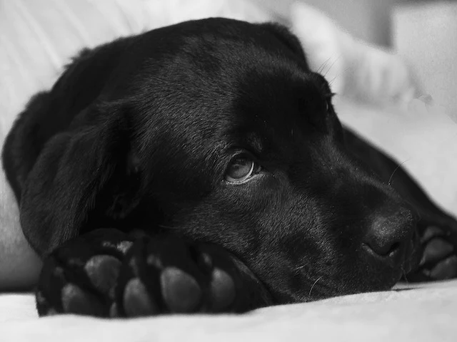 lab