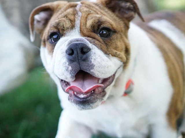 bulldog