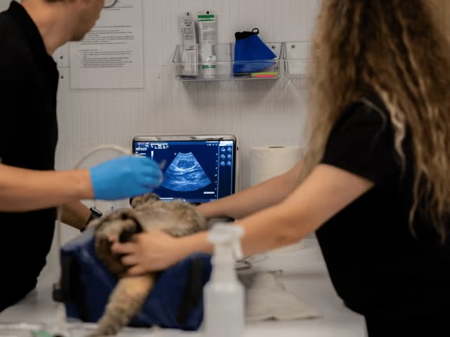 Veterinary team performing an ultrasound on a cat under anesthesia in a clinical setting in Sherman Oaks