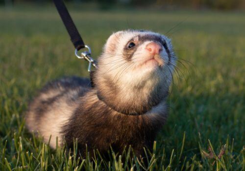 Ferret Walking on leash Outside