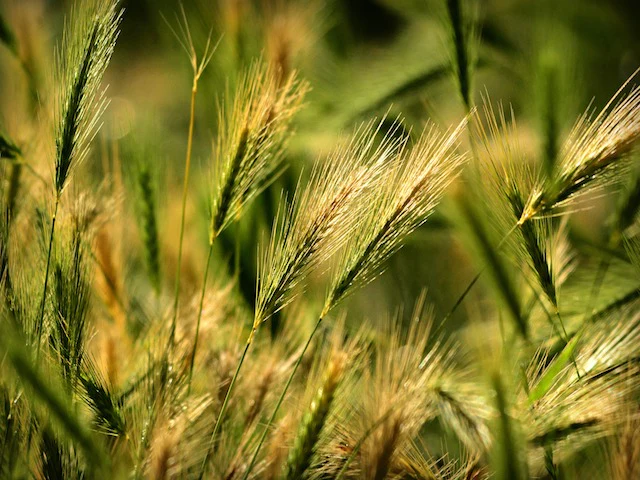 foxtails