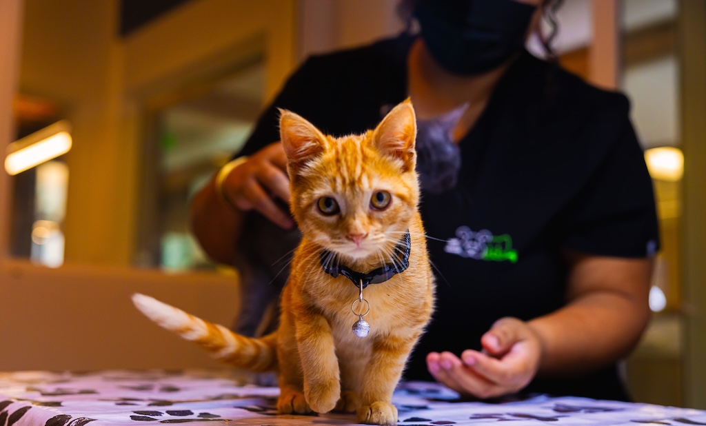 Staff member examining an orange kitten at Green Dog Dental & Veterinary Center in Sherman Oaks, [state]