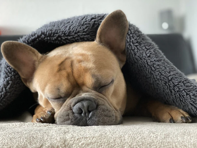 Guide to dental for frenchies