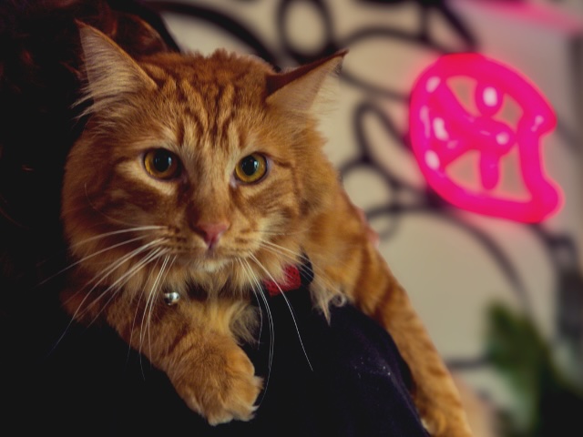 Close-up portrait of an orange tabby cat wearing a collar, representing cat microchipping services in Sherman Oaks