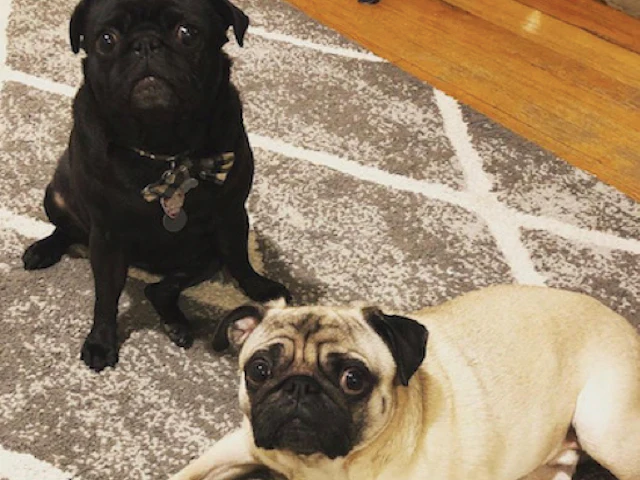 pugs
