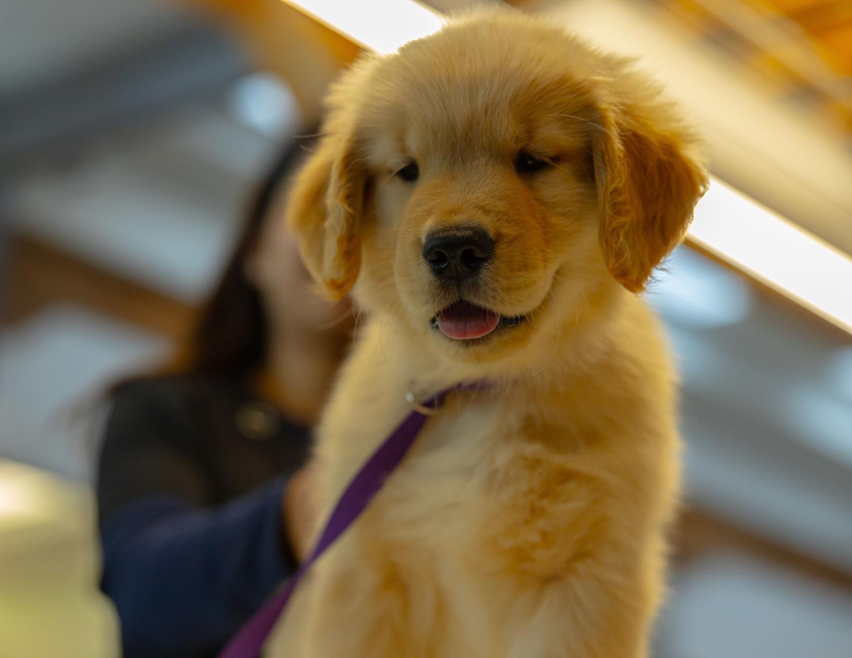 Cute puppy at Green Dog Dental