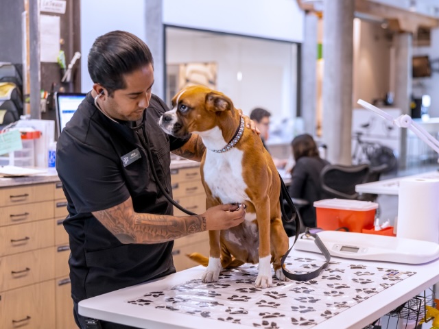 Veterinarian examining a boxer dog on an exam table during an anal gland expression appointment in Sherman Oaks