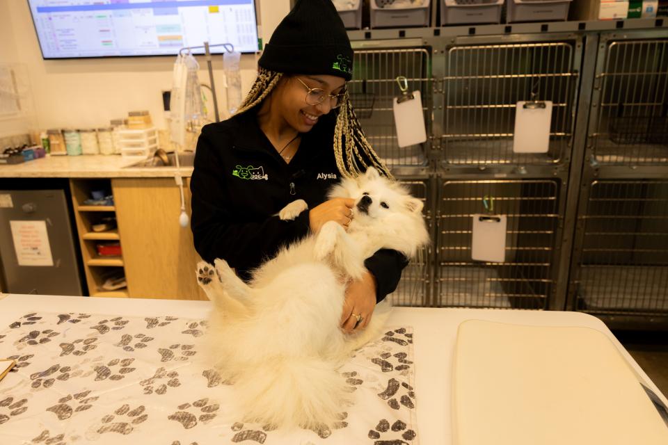 Veterinary technician holding and examining a white Pomeranian during a flea and tick appointment in Sherman Oaks