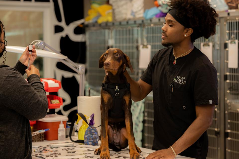 Veterinary technician preparing a vaccine for a Doberman puppy on an exam table during a puppy care appointment in Sherman Oaks