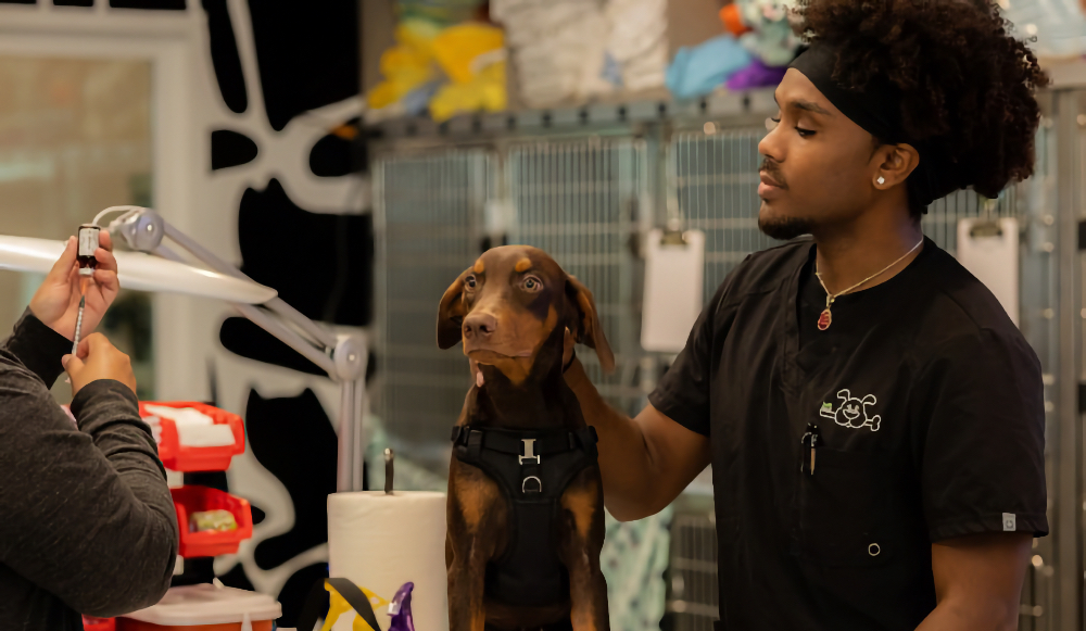Veterinary technician calmly handling a Doberman on an exam table during a dog behavior appointment in Sherman Oaks