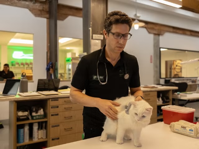 Veterinarian carefully examining a white cat on an exam table, representing cat heartworm services in Sherman Oaks