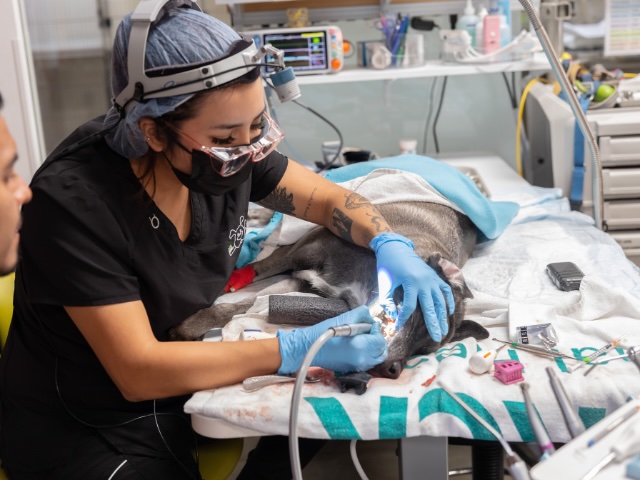 Veterinarian performing a dental cleaning procedure on a dog under anesthesia during a dental care appointment in Sherman Oaks