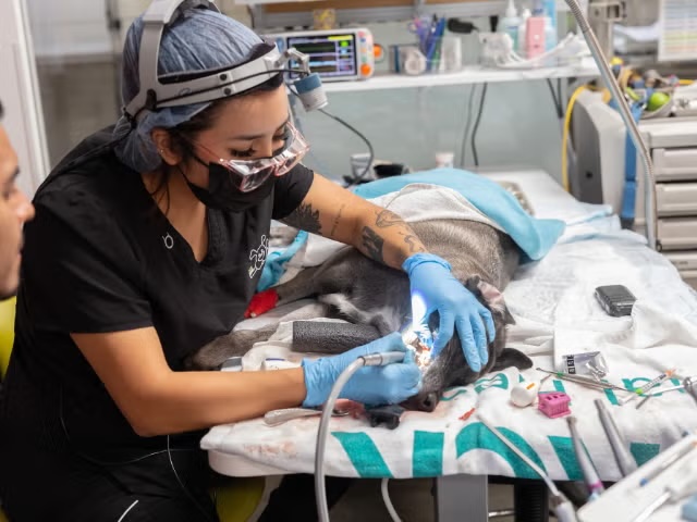 Veterinarian performing an endodontic procedure on a dog using dental tools and magnification equipment in Sherman Oaks