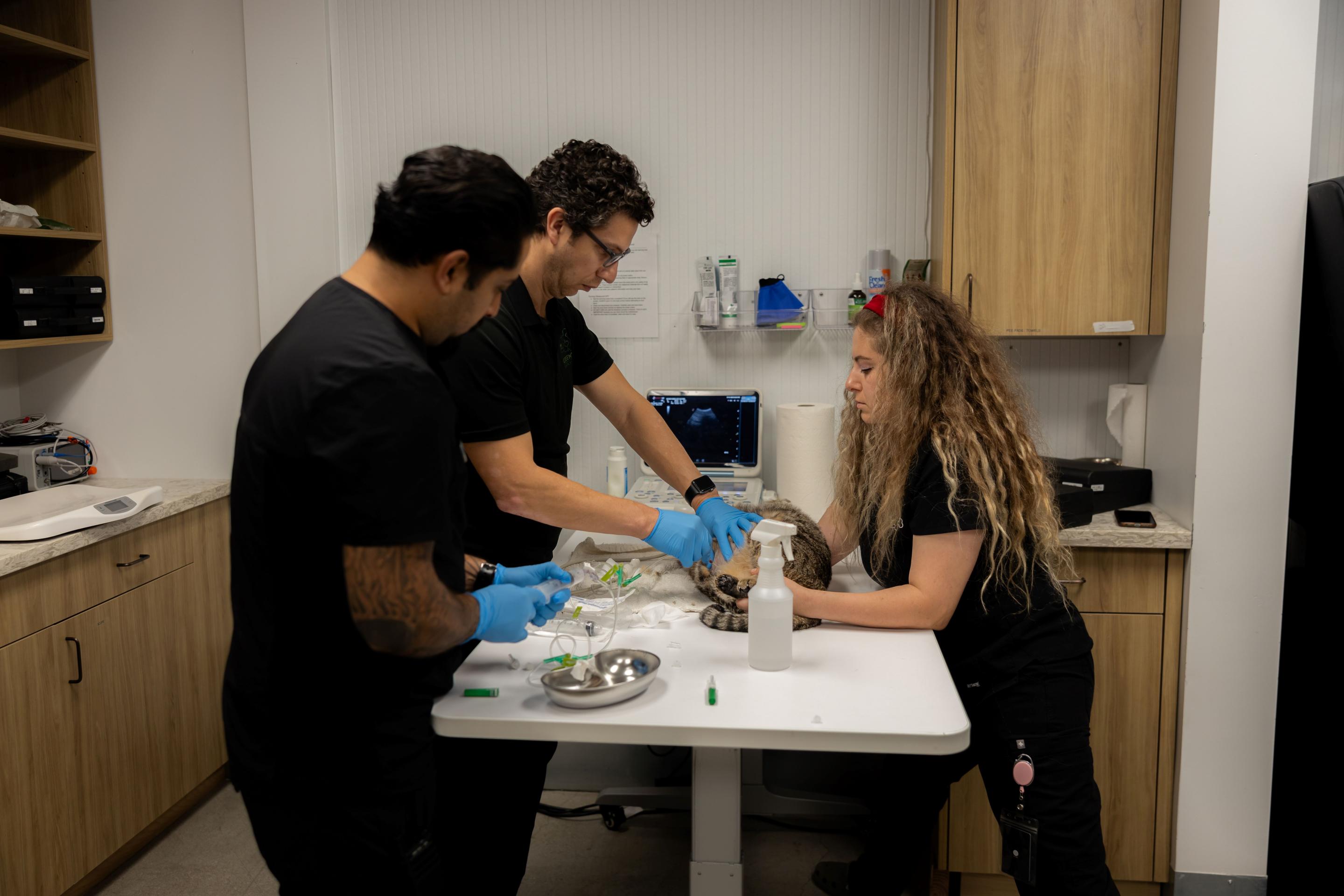 Three-person veterinary team conducting diagnostic lab procedures on a cat with ultrasound equipment in Sherman Oaks