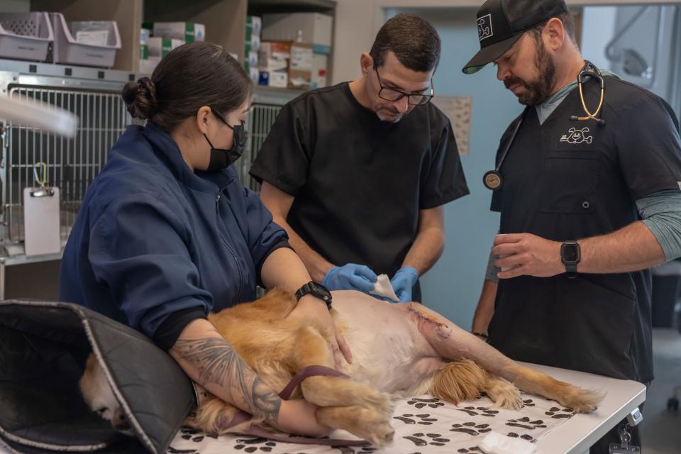 Veterinary team of three examining a golden retriever's surgical site during a post-operative care appointment in Sherman Oaks