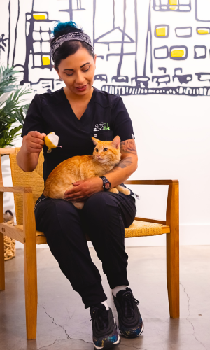 Cat Services