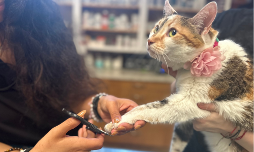 Cat Nail Trim