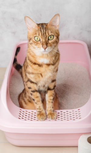 Why Do Cats Knock Everything Off the Table?