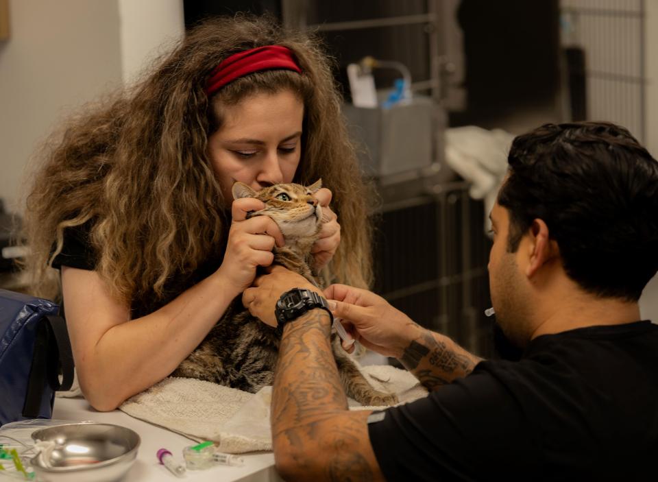 Cat having it's blood drawn